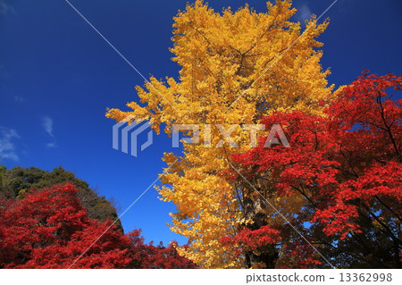 Ginkgo and Autumn of Maple Ginkgo and Autumn of Maple 13362998