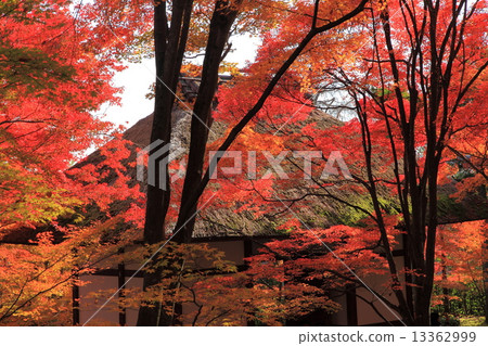 Fall of Jogakkoji Temple 13362999