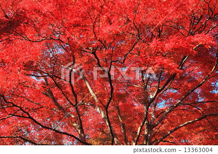 明亮的紅色秋天 13363004
