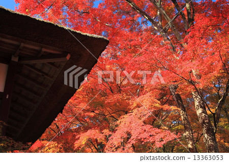 Jodokoji Temple in autumn 13363053