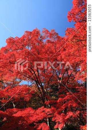 Jodokoji寺在秋天 Jodokoji寺在秋天 13363055