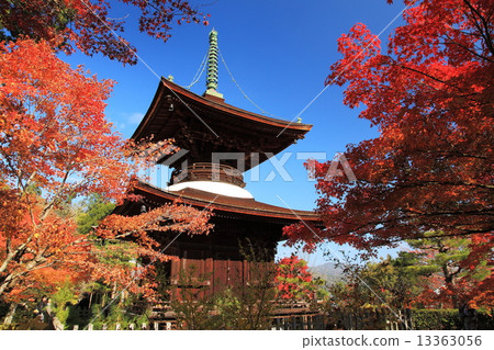 Jodokoji寺在秋天 13363056