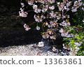 Cherry Blossoms	 13363861