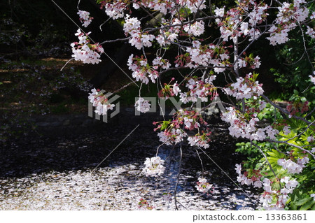 Cherry Blossoms Cherry Blossoms 13363861