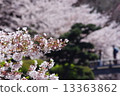 Cherry Blossoms	 13363862