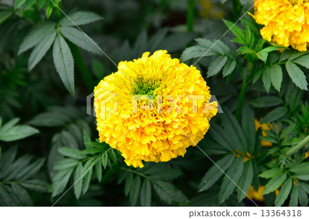 Marigold in the garden Thailand 13364318