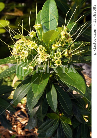 Golden Penda (Santos Temmon · Chrisants) 13365095