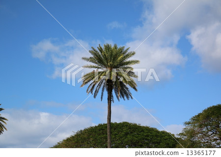 棕櫚樹 13365177
