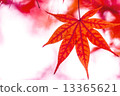 Momiji 13365621