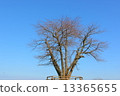 Winter Tree 13365655
