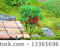 Red fruit 13365696