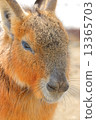 Mara 13365703