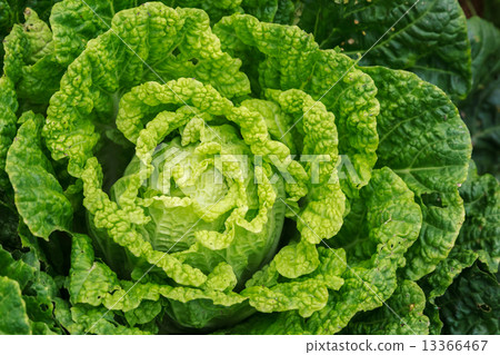 Organic Vegetables Organic Vegetables 13366467