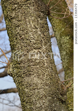 Oshimazakura (Oshima Sakura) Oshimazakura (Oshima Sakura) 13366479