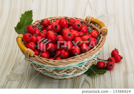 Hawthorn Hawthorn 13366924