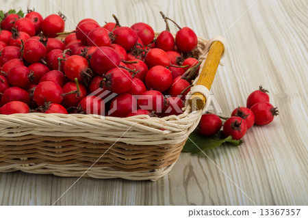 Hawthorn Hawthorn 13367357