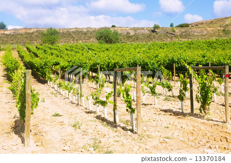 Vineyards in sunny summer day. La Rioja Vineyards in sunny summer day. La Rioja 13370184