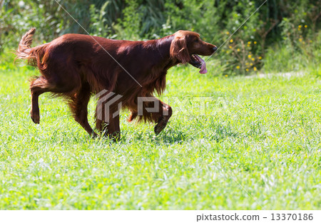 Irish Setter walking on grass Irish Setter walking on grass 13370186