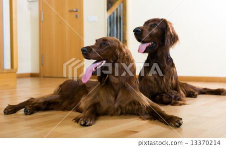 Two dogs on parquet floor Two dogs on parquet floor 13370214
