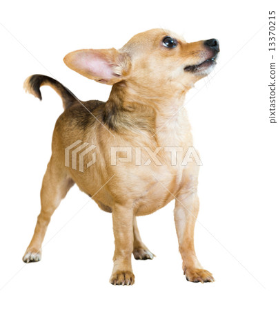 Russkiy Toy 13370215