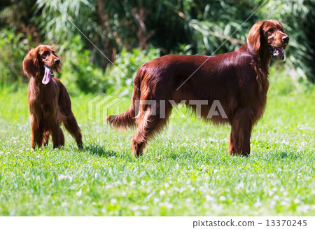 Two  Irish Setters 13370245