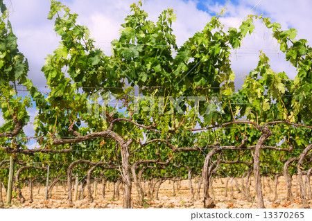Vineyards in summer day Vineyards in summer day 13370265