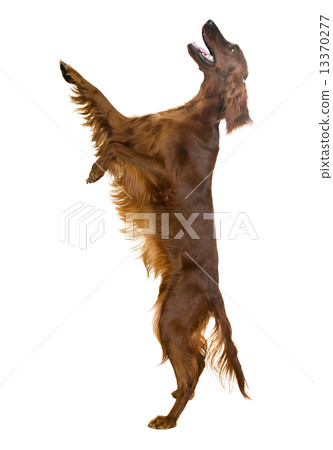 Irish Setter 13370277