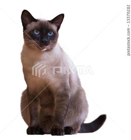 Siamese cat, isolated on white 13370282
