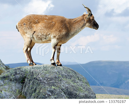 Standing barbary sheep in wildness area 13370287