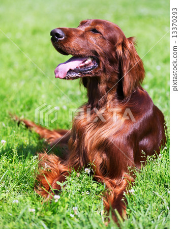 Irish Setter lying on   grass 13370293