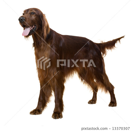 Irish Setter 13370307
