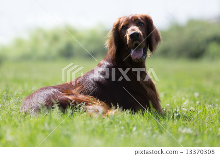 Irish Setter lying on   grass 13370308