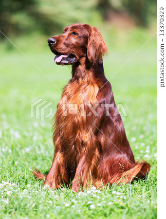 Red Irish Setter 13370329