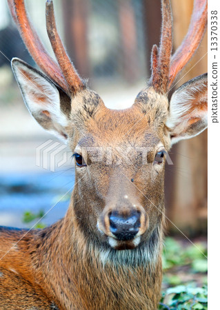 Head of Sika deer 13370338