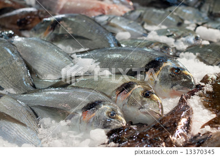 Gilt-head bream on market counter Gilt-head bream on market counter 13370345