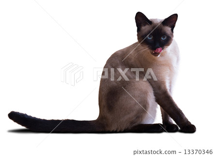 Siamese cat Siamese cat 13370346