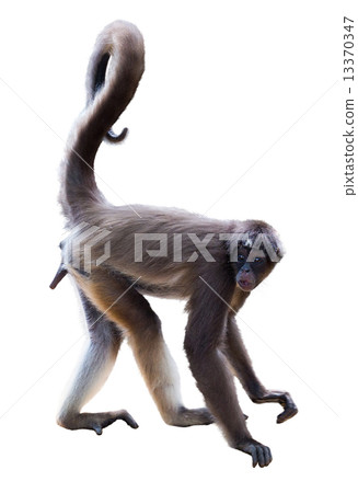 spider monkey over white background spider monkey over white background 13370347