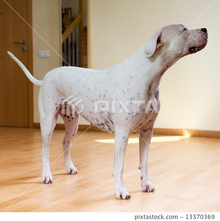 Dogo Argentino standing on  floor 13370369