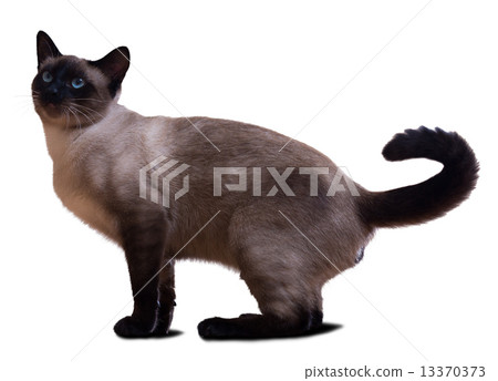 Siamese cat Siamese cat 13370373