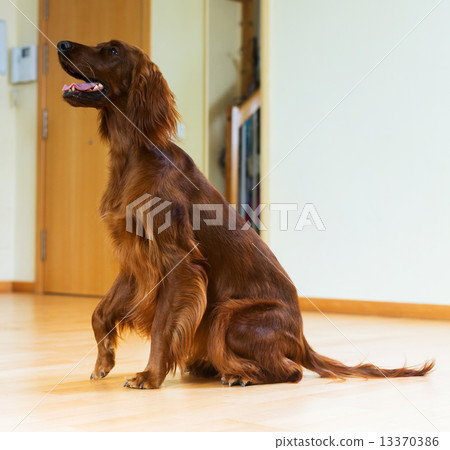 Red Irish Setter sitting on   floor 13370386
