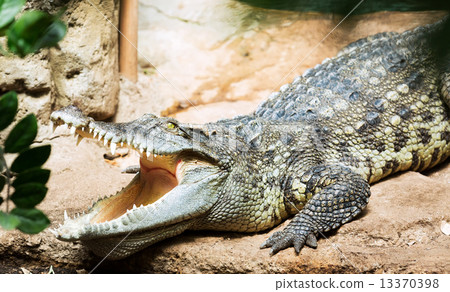 Siamese crocodile Siamese crocodile 13370398