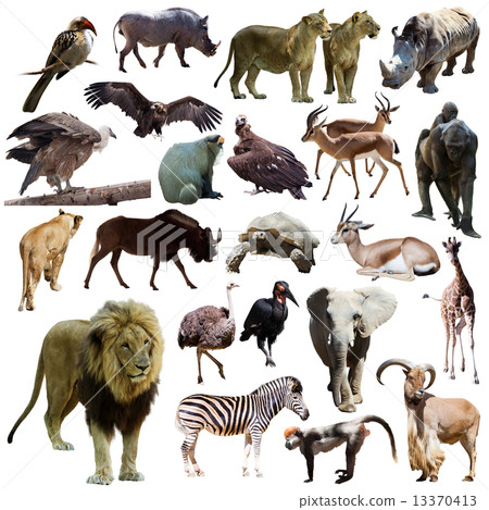 Male lion and other African animals. Isolated on white Male lion and other African animals. Isolated on white 13370413