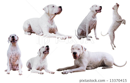 Collage of Dogo Argentino Collage of Dogo Argentino 13370415