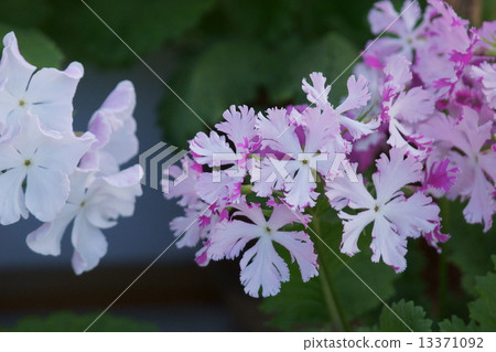 我是日本人Furuno-nuri。 13371092