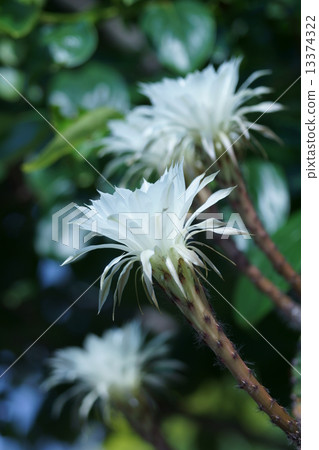 美麗的花朵將綻放而不會成為仙人掌的形象。 13374322