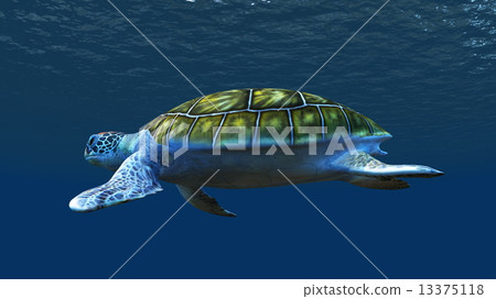 Sea turtle Sea turtle 13375118