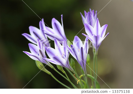 Triteleia 13375138