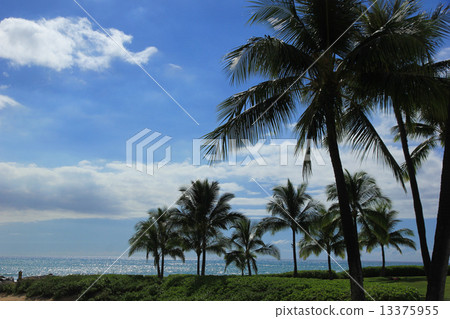 棕櫚樹和海，夏威夷瓦胡島Ko Olina 13375955