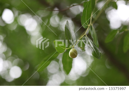 Natural plant jujube, because it sprouts in summer 'Natsume'. The fact that ripe red and black actually becomes dried ingredients and herbal medicine Natural plant jujube, because it sprouts in summer 'Natsume'. The fact that ripe red and black actually becomes dried ingredients and herbal medicine 13375997