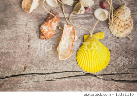 Shells of various sizes Shells of various sizes 13381110